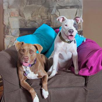 Two pit bull terriers sitting together on chair