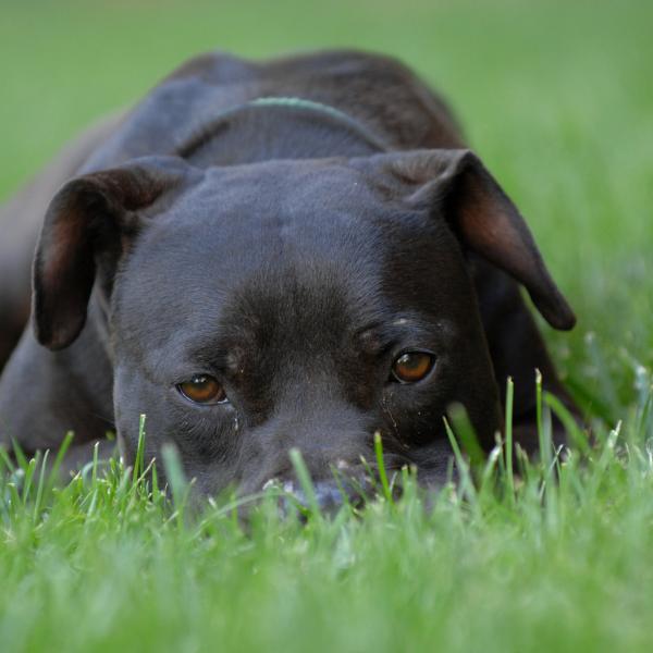 Cherry lying in the grass at Angels Landing at the Sanctuary.