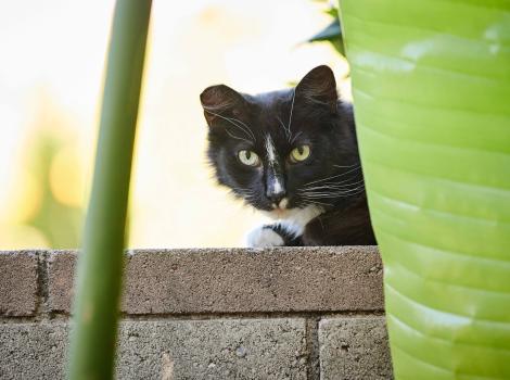 Ear-tipped black and white community cat