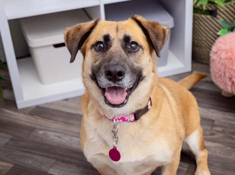 Smiling dog in a home setting