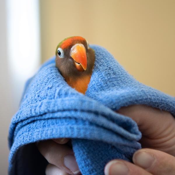 Small parrot wrapped in a blue towel