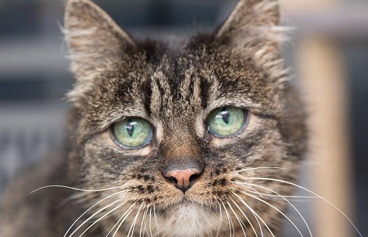 Older brown tabby cat's face