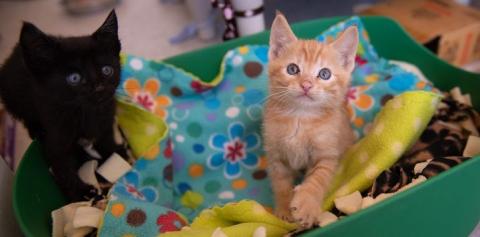 Black kitten and orange kitten in green basket with blankets