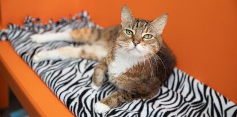 Tabby cat lying on orange bench with zebra striped blanket