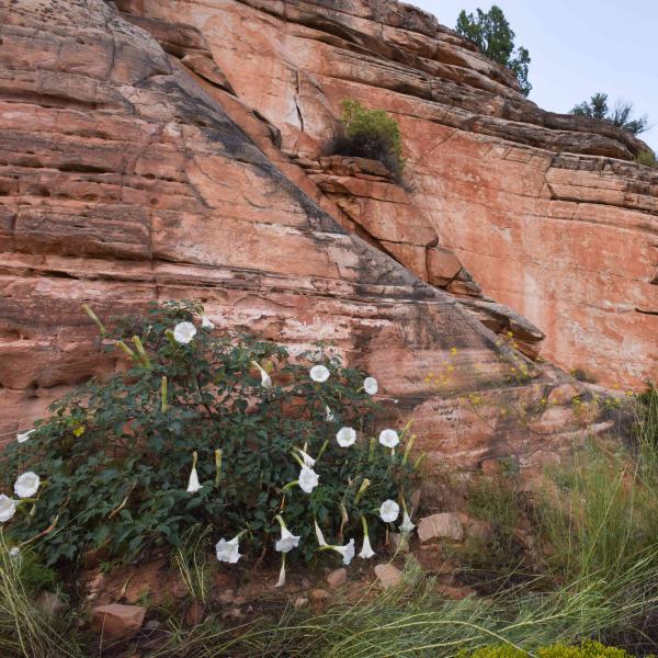 White datura flowers in front of red cliffs in Angel Canyon