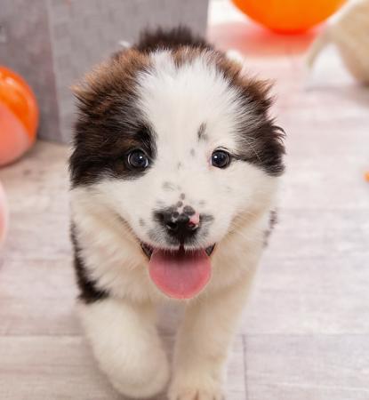 Brown and white puppy walking among dog toys