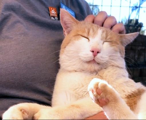 Leo Decatmeow