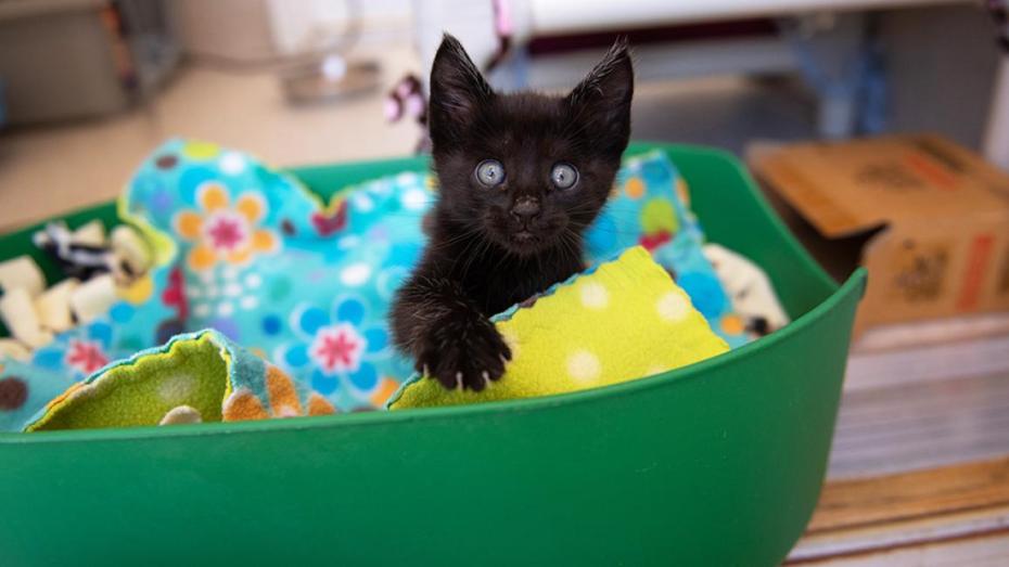 Black kitten in a green plastic bed filled with blankets