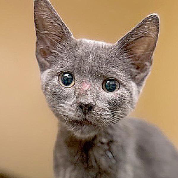 Worble’s path to adoption began with a community cat challenge.