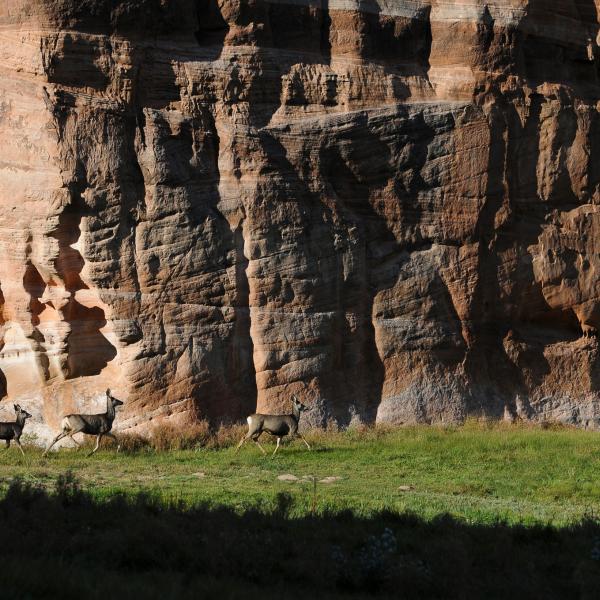 Mule deer in front of a cliff in Angel Canyon