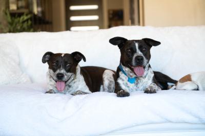 Two black and white dogs with their tongues out lying beside each other on a couch