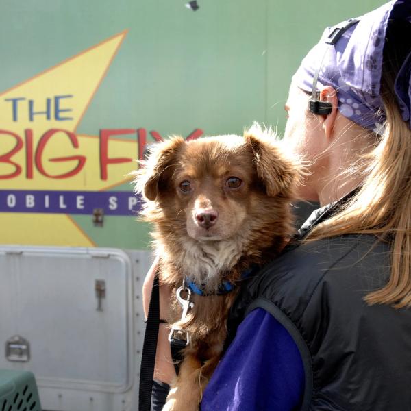 A Big Fix volunteer comforts a dog before surgery.