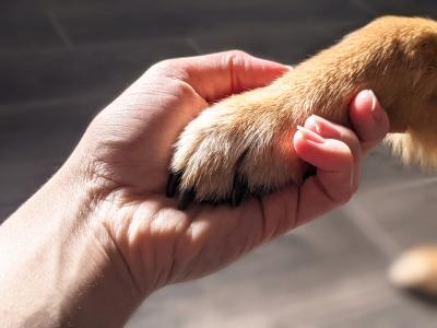 Person's hand holding a dog's paw