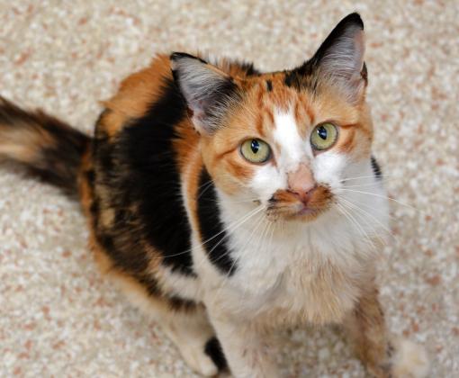 Calico cat looking up at the camera