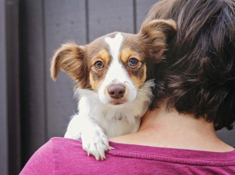 Person holding a brown and white puppy over their shoulder