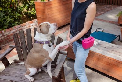 Person wearing a pouch holding treats teaching a brown and white dog how to shake with her hand holding his paw
