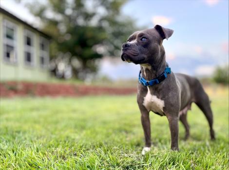 Pepper the dog outside standing on green grass beside a home