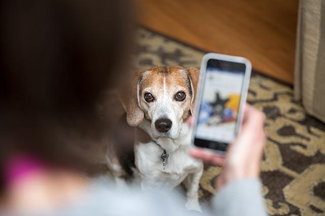 Use Voicify to search Best Friends Animal Society's Resource Center