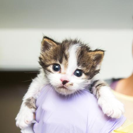 Smiling person holding a tiny kittens in their hands