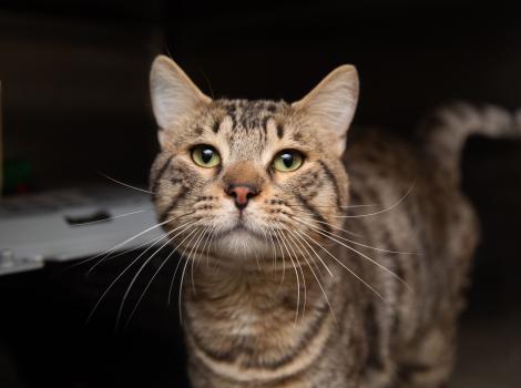 Brown tabby cat