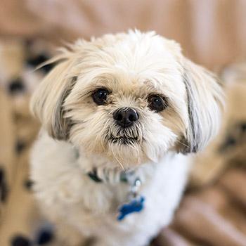 Small white fluffy dog wearing a collar
