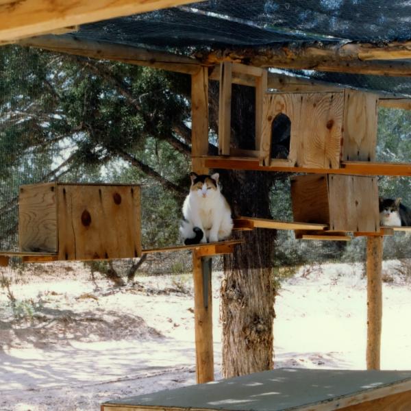 Feral Cats in a Wild Cat enclosure.