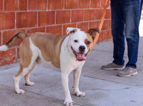 Person walking a large brown and white dog on a leash in front of a brick wall