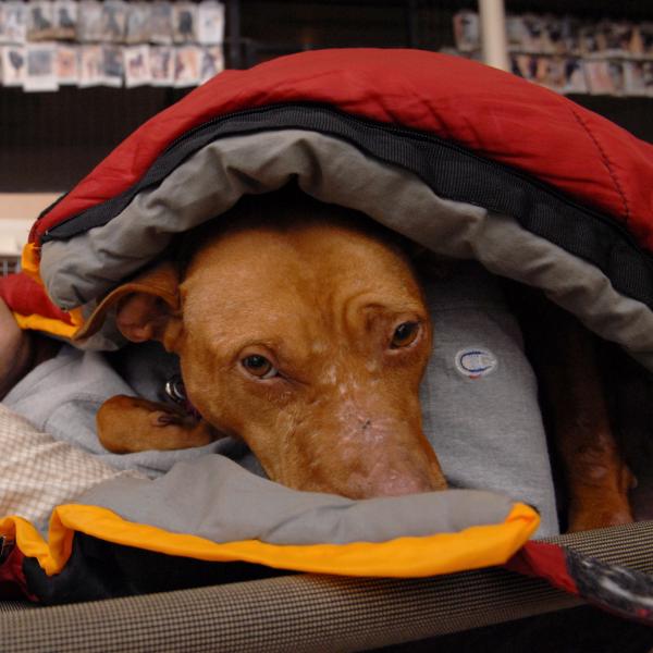 Little Red snuggles overnight with Dogtown co-manager Ed Fritz.