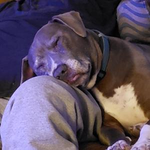 Bruno the dog resting comfortably with a person