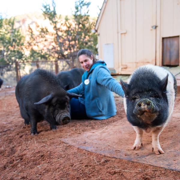 Person sitting on the ground petting two pigs
