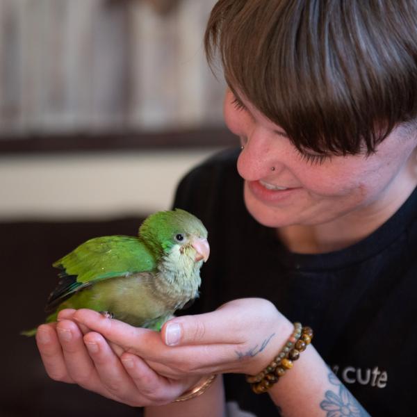 Small green parrot sitting on person's cupped hands
