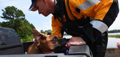 Dog in the back of a vehicle licking the hand of a person