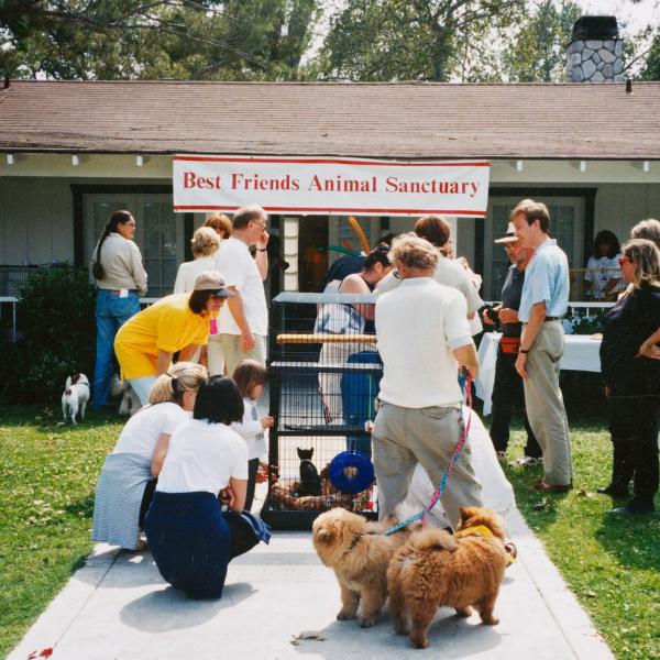 Equestrian Center Benefit attendees and volunteers check out adoptables, 1998.