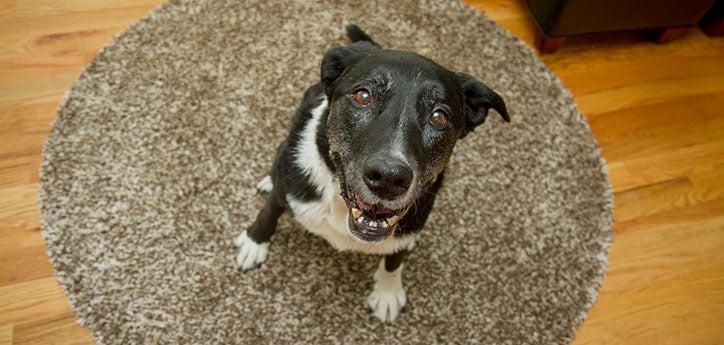 What you feed your dog is important to his overall health. This dog's person is considering changing his diet to a specially formulated food for senior dogs.
