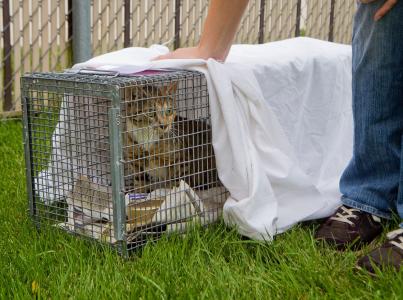 feral release