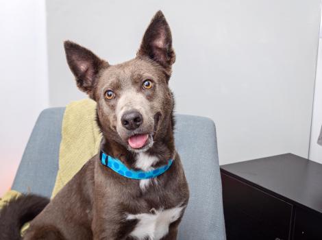 Dog sitting on a gray chair