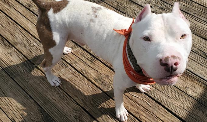 Foster-heartworm-dog-XavierCourtesyofMeganLee2.jpg