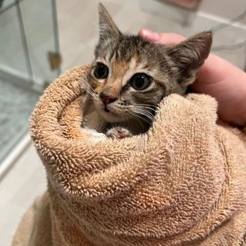 Foster kitten wrapped in a towel.
