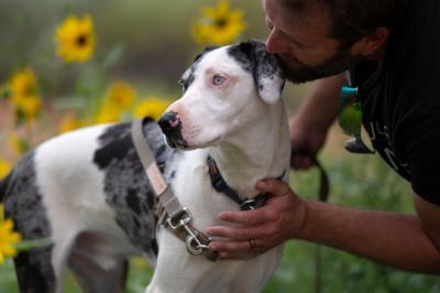 Person kissing the head of a dog with sunflowers in the background