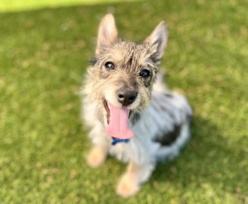 Freya the puppy with tongue out sitting on green grass