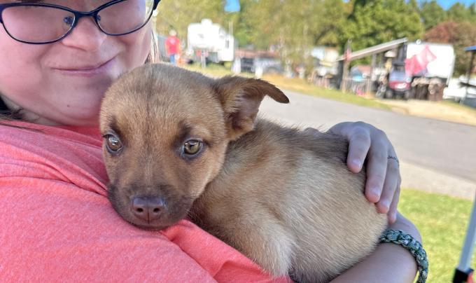 Person standing outside holding a puppy