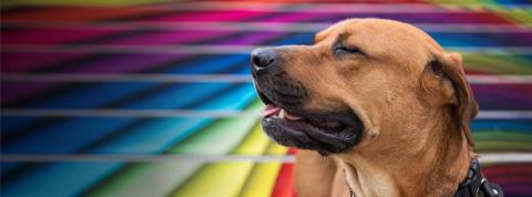 Dog in front of mural