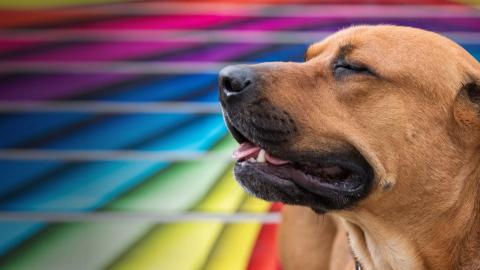 dog in front of rainbow wall
