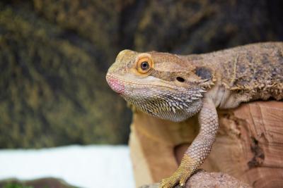 Lizard on a rock
