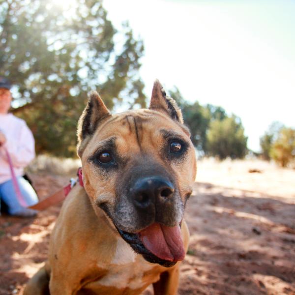 Georgia the Victory dog outside with a person in the background