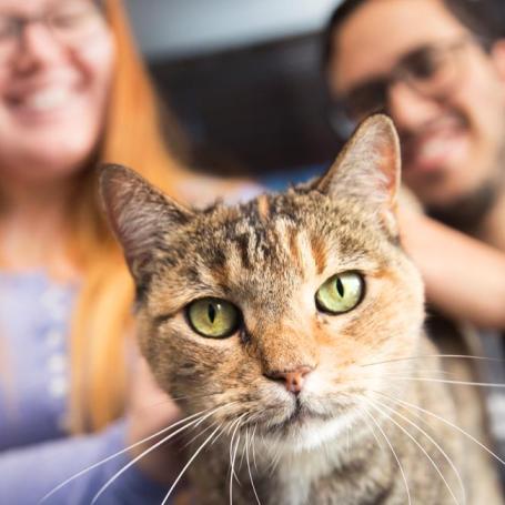 Two people sitting with a cat