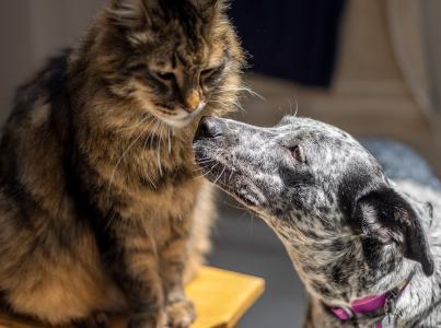 cat and dog