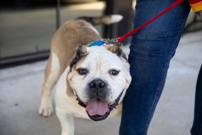 Person walking a happy dog on a leash