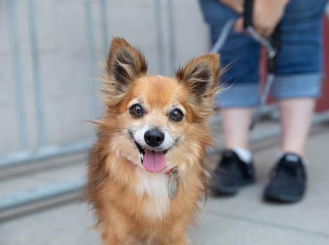 Small brown dog smiling with tongue out, outside on a leash held by a person