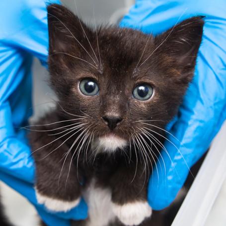 Person holding a tiny fuzzy kitten in their hands